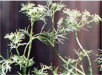 Ajwain